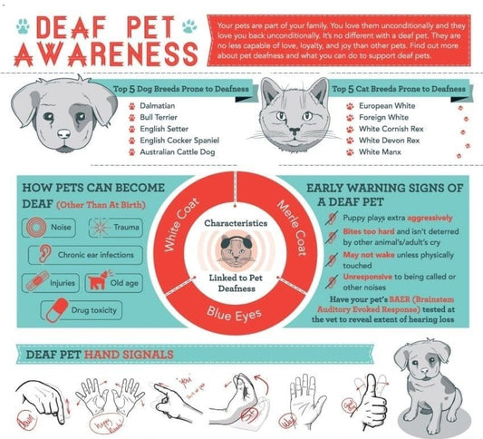 The importance of deaf pet awareness