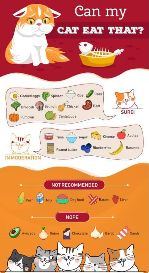 Human foods your cat should eat or avoid!!!